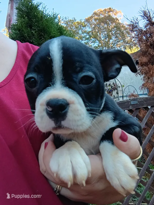 Bonnie – Boston Terrier puppy for sale in Estacada, OR