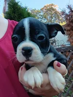 Bonnie, a female Boston Terrier for sale in Vancouver, WA – 1 of 8