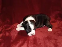 Dolly, a female Boston Terrier for sale in Estacada, OR – 5 of 7
