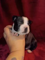 Dawson, a male Boston Terrier for sale in Estacada, OR – 6 of 7