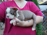 Chucky, a male Boston Terrier for sale in Vancouver, WA – 3 of 9
