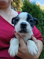 Curry, a male Boston Terrier for sale in Vancouver, WA – 1 of 8