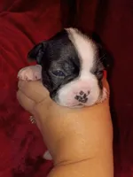 Dolly, a female Boston Terrier for sale in Estacada, OR – 4 of 7
