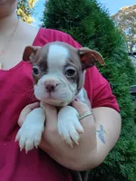 Chucky, a male Boston Terrier for sale in Vancouver, WA – 8 of 9