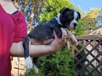 Shadow, a male Boston Terrier for sale in Estacada, OR – 3 of 8