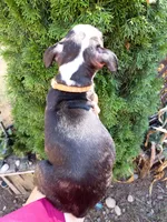 Biggie, a male Boston Terrier for sale in Estacada, OR – 5 of 7