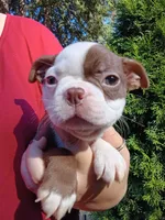 Hank, a male Boston Terrier for sale in Estacada, OR – 7 of 8
