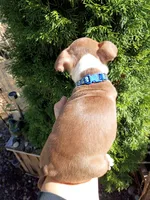 Chucky, a male Boston Terrier for sale in Estacada, OR – 5 of 8