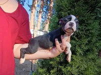 Dolly, a female Boston Terrier for sale in Vancouver, WA – 3 of 6