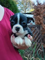 Bonnie, a female Boston Terrier for sale in Vancouver, WA – 6 of 8