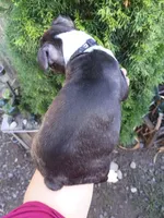 Shadow, a male Boston Terrier for sale in Estacada, OR – 5 of 8