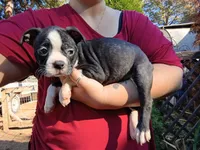 Shadow, a male Boston Terrier for sale in Estacada, OR – 6 of 8