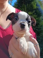 Elmo, a male Boston Terrier for sale in Estacada, OR – 7 of 7