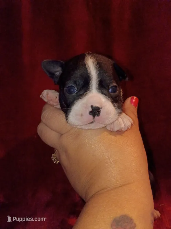 Bonnie – Boston Terrier puppy for sale in Estacada, OR