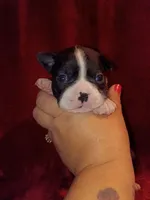 Bonnie, a female Boston Terrier for sale in Estacada, OR – 1 of 6