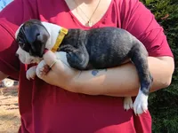 Tyger, a male Boston Terrier for sale in Estacada, OR – 3 of 7