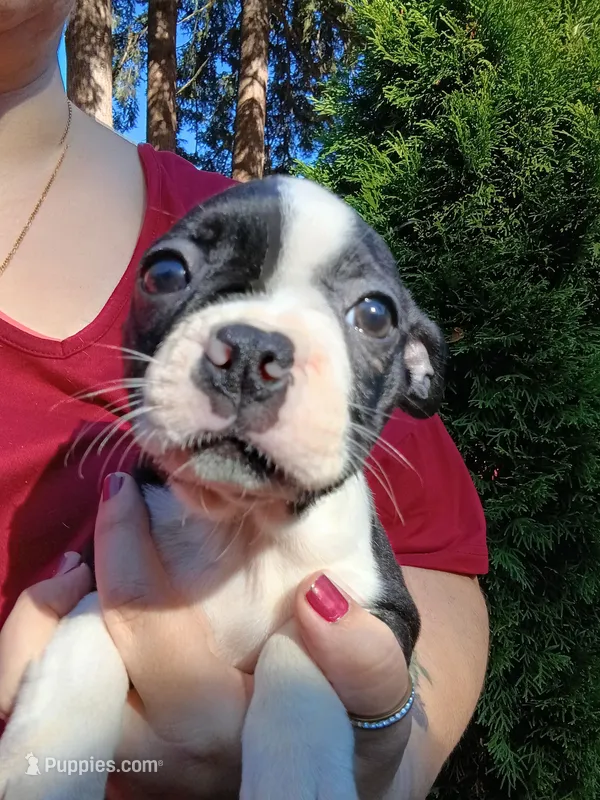 Dolly – Boston Terrier puppy for sale in Estacada, OR