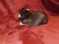 Dawson, a male Boston Terrier for sale in Estacada, OR – 2 of 7