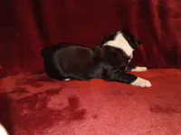 Bonnie, a female Boston Terrier for sale in Estacada, OR – 4 of 6