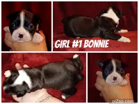 Bonnie, a female Boston Terrier for sale in Estacada, OR – 2 of 6