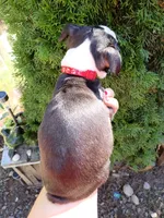 Elmo, a male Boston Terrier for sale in Estacada, OR – 4 of 7