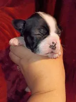 Dolly, a female Boston Terrier for sale in Estacada, OR – 6 of 7