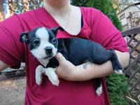 Curry, a male Boston Terrier for sale in Vancouver, WA – 3 of 8