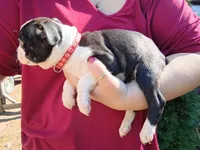 Elmo, a male Boston Terrier for sale in Estacada, OR – 3 of 7