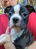 Shadow, a male Boston Terrier for sale in Estacada, OR – 8 of 8