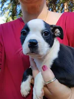 Chester, a male Boston Terrier for sale in Estacada, OR – 2 of 9