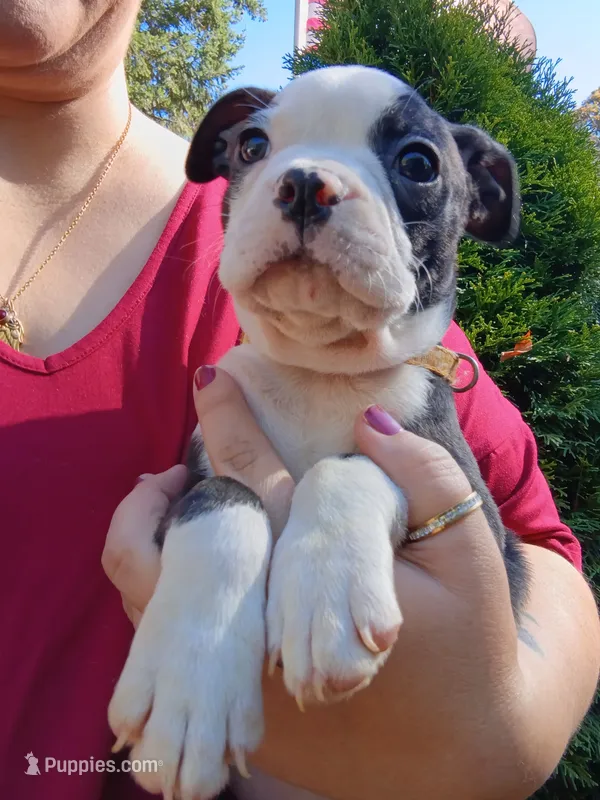 Biggie – Boston Terrier puppy for sale in Estacada, OR