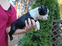 Curry, a male Boston Terrier for sale in Vancouver, WA – 2 of 8