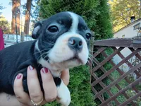 Bonnie, a female Boston Terrier for sale in Vancouver, WA – 8 of 8