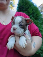 Chucky, a male Boston Terrier for sale in Vancouver, WA – 9 of 9