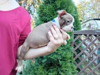 Chucky, a male Boston Terrier for sale in Vancouver, WA – 2 of 9