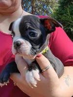 Wilber (runt), a male Boston Terrier for sale in Estacada, OR – 5 of 7