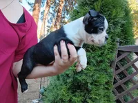 Curry, a male Boston Terrier for sale in Vancouver, WA – 5 of 8