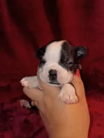 Curry, a male Boston Terrier for sale in Estacada, OR – 2 of 6