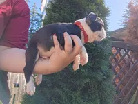Elmo, a male Boston Terrier for sale in Estacada, OR – 2 of 7