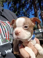 Chucky, a male Boston Terrier for sale in Estacada, OR – 7 of 8