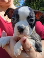 Tyger, a male Boston Terrier for sale in Estacada, OR – 5 of 7