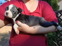 Dolly, a female Boston Terrier for sale in Vancouver, WA – 2 of 6