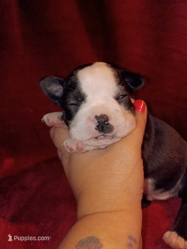 Chester – Boston Terrier puppy for sale in Estacada, OR