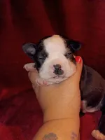 Chester, a male Boston Terrier for sale in Estacada, OR – 1 of 8