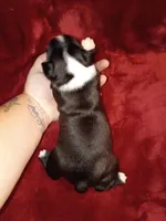 Bonnie, a female Boston Terrier for sale in Estacada, OR – 5 of 6