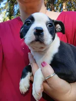 Chester, a male Boston Terrier for sale in Estacada, OR – 8 of 9