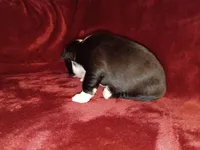 Bonnie, a female Boston Terrier for sale in Estacada, OR – 6 of 6