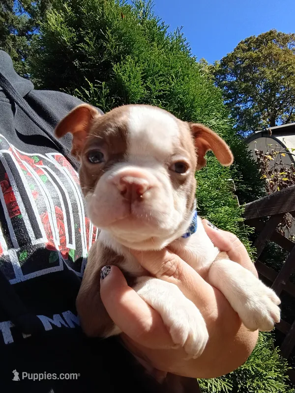 Chucky – Boston Terrier puppy for sale in Estacada, OR