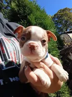 Chucky, a male Boston Terrier for sale in Estacada, OR – 1 of 8
