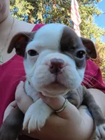 Hank, a male Boston Terrier for sale in Estacada, OR – 6 of 8